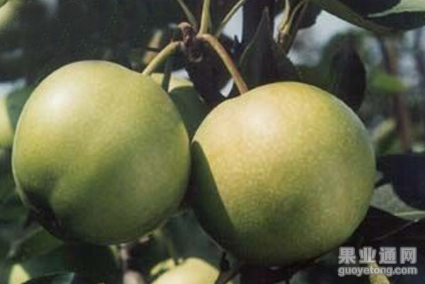 华酥