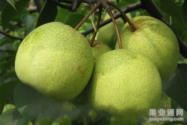 锦丰梨