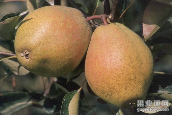 锦香梨