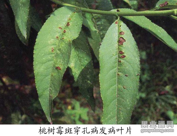 桃的主要病害及防治技术