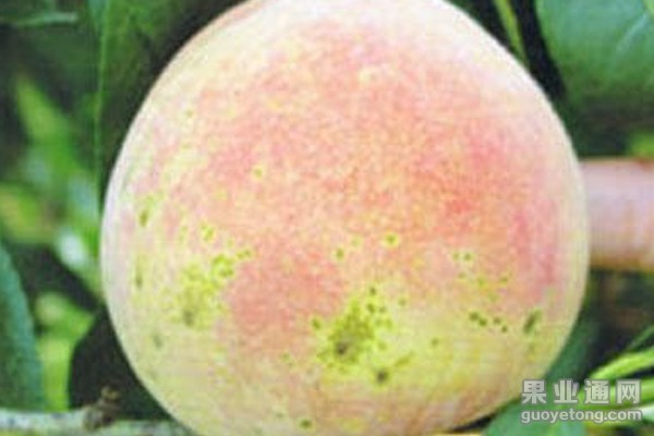 桃疮痂病(黑星病)