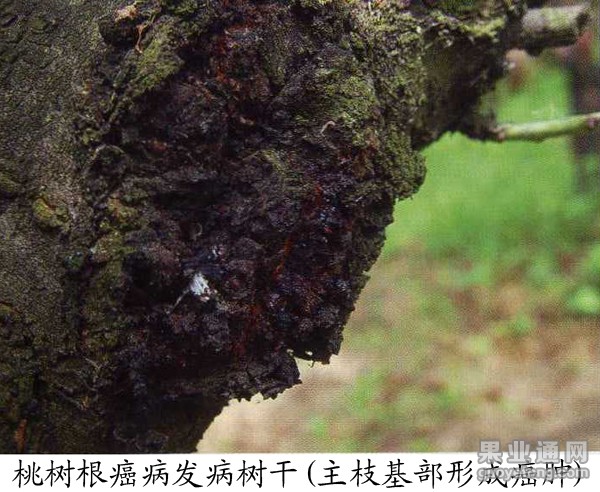 桃树根癌病