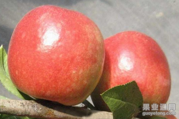 中油桃12