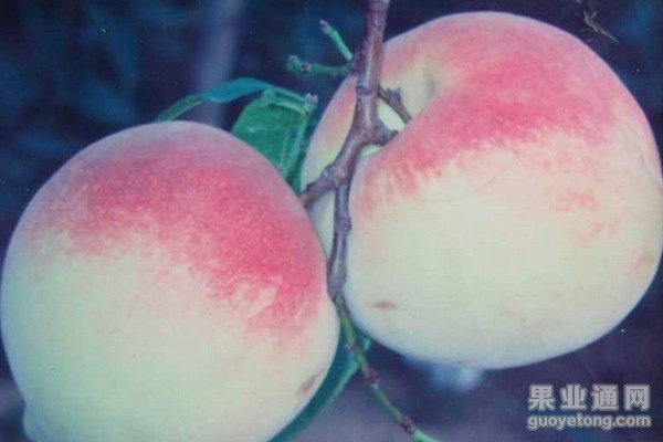 十月红