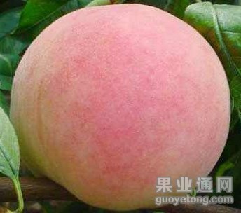 中华福桃