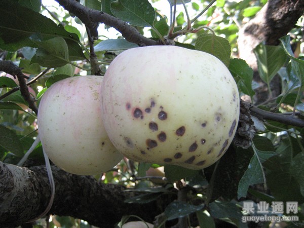 苹果苦痘病 危害及防治