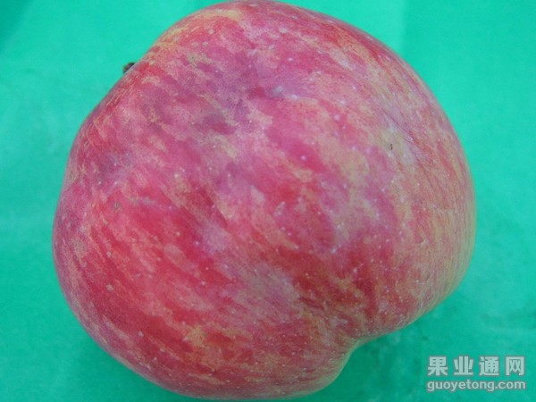 苹果缩果病  危害及防治