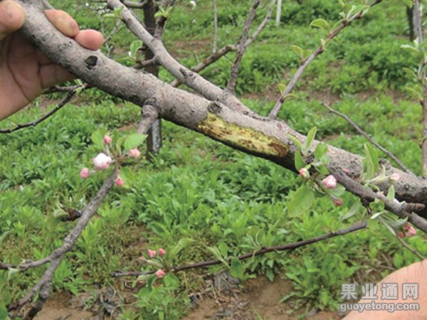 苹果锰过量症