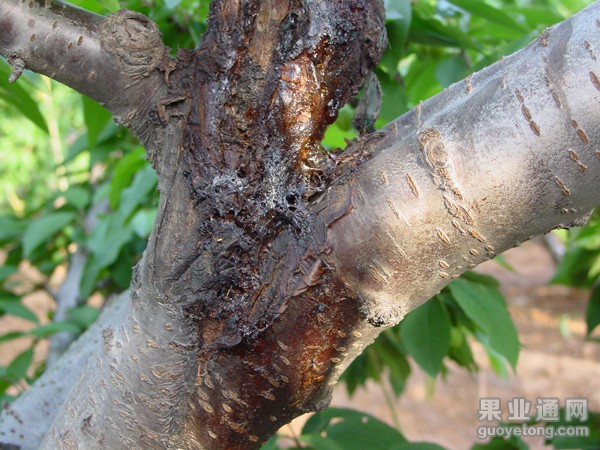 大樱桃流胶病问题