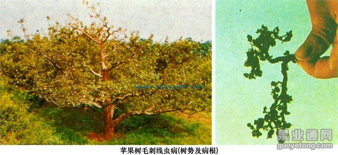苹果树毛刺线虫病