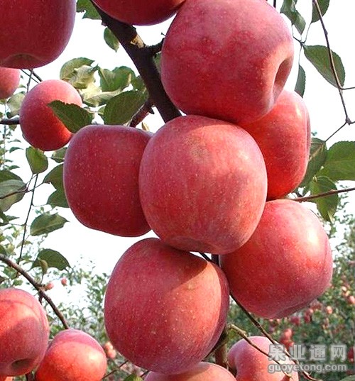 chenxu2018_201110070735436592.jpg