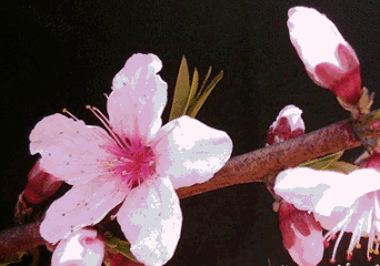 t01791e969b9c2aa868.gif