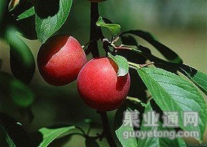 t010cd44517cff8aace - 副本.jpg
