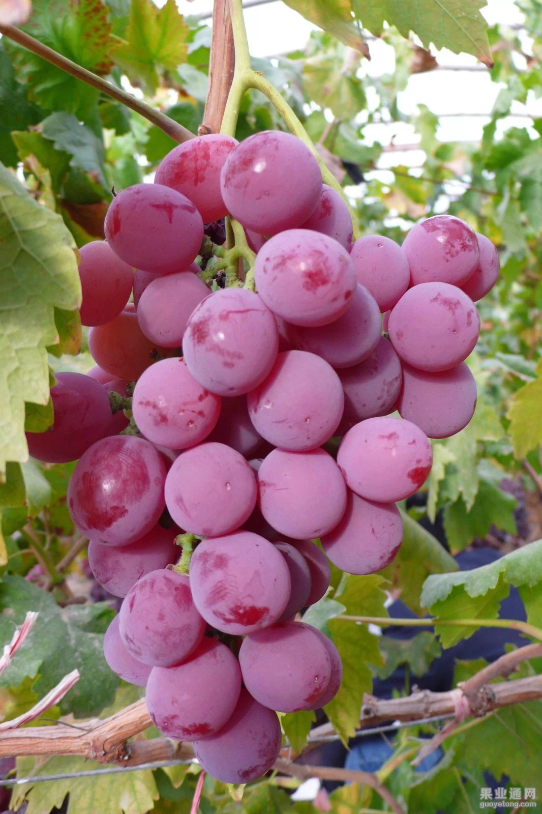 psb (1).jpg