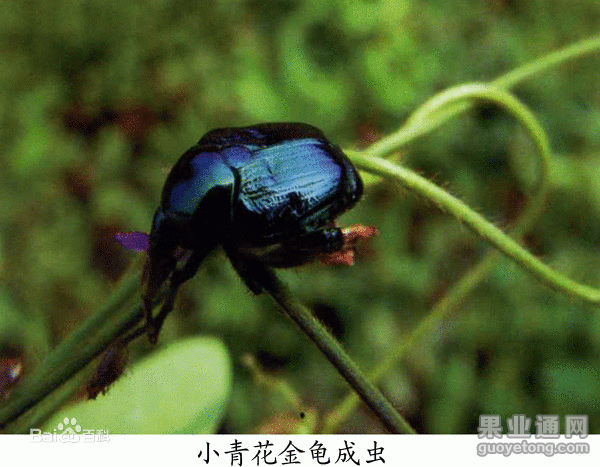 小青花金龟甲.gif