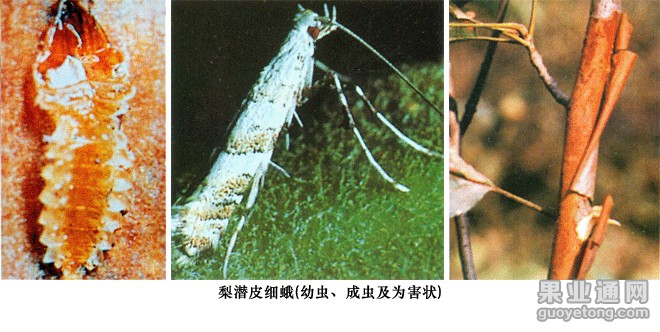 梨潜皮蛾  虫害及防治