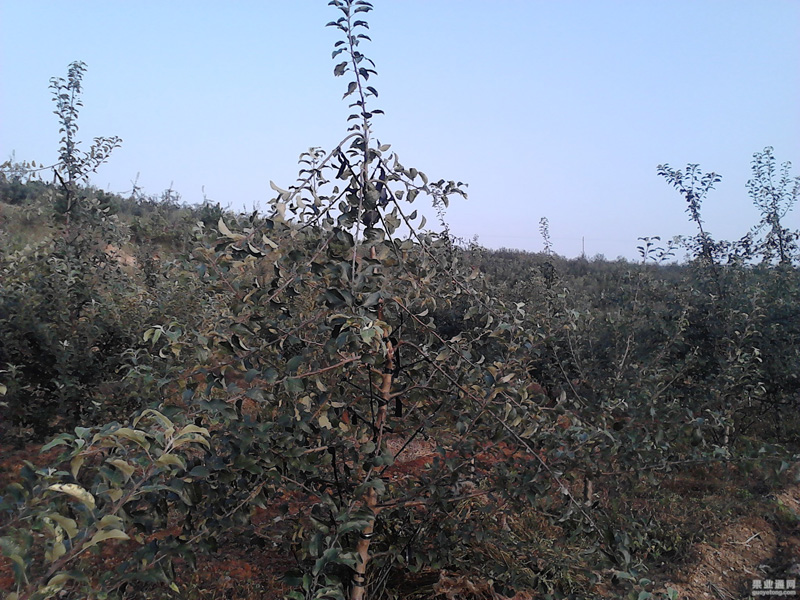 IMG440.jpg