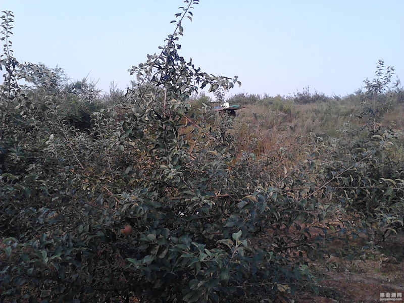 IMG438.jpg