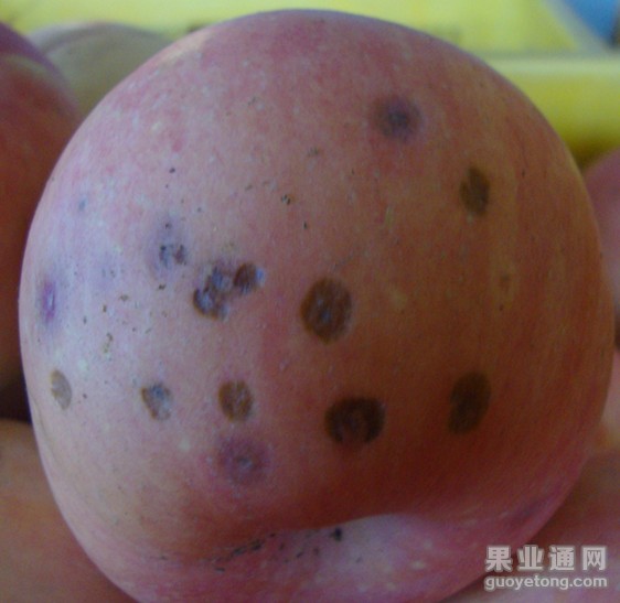 缺钙痘斑病