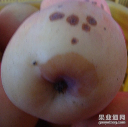 痘斑病和轮纹烂果