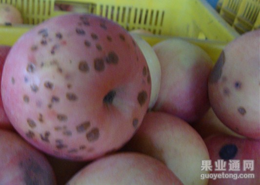 缺钙痘斑病