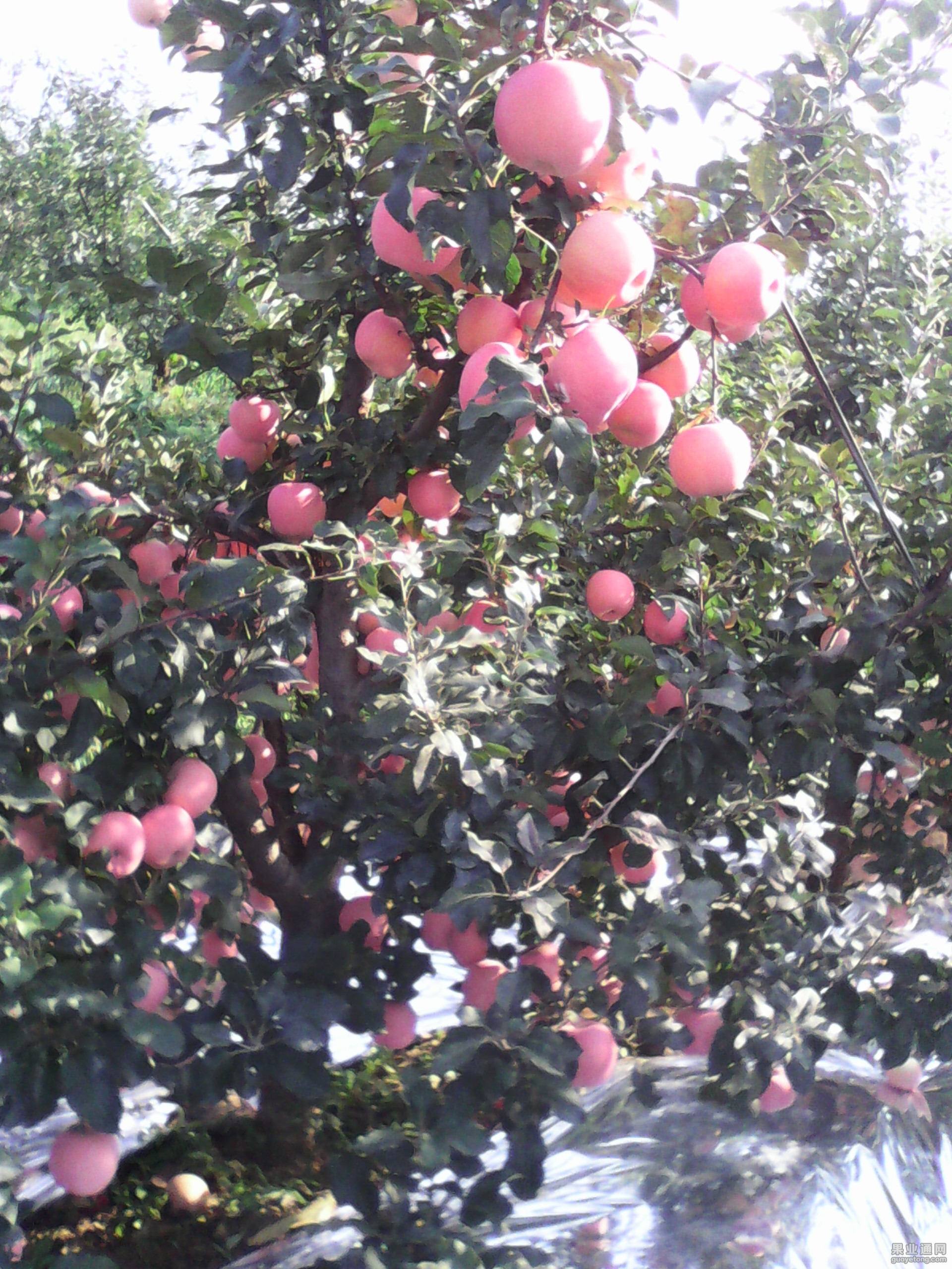 IMG_20130612_101403.jpg