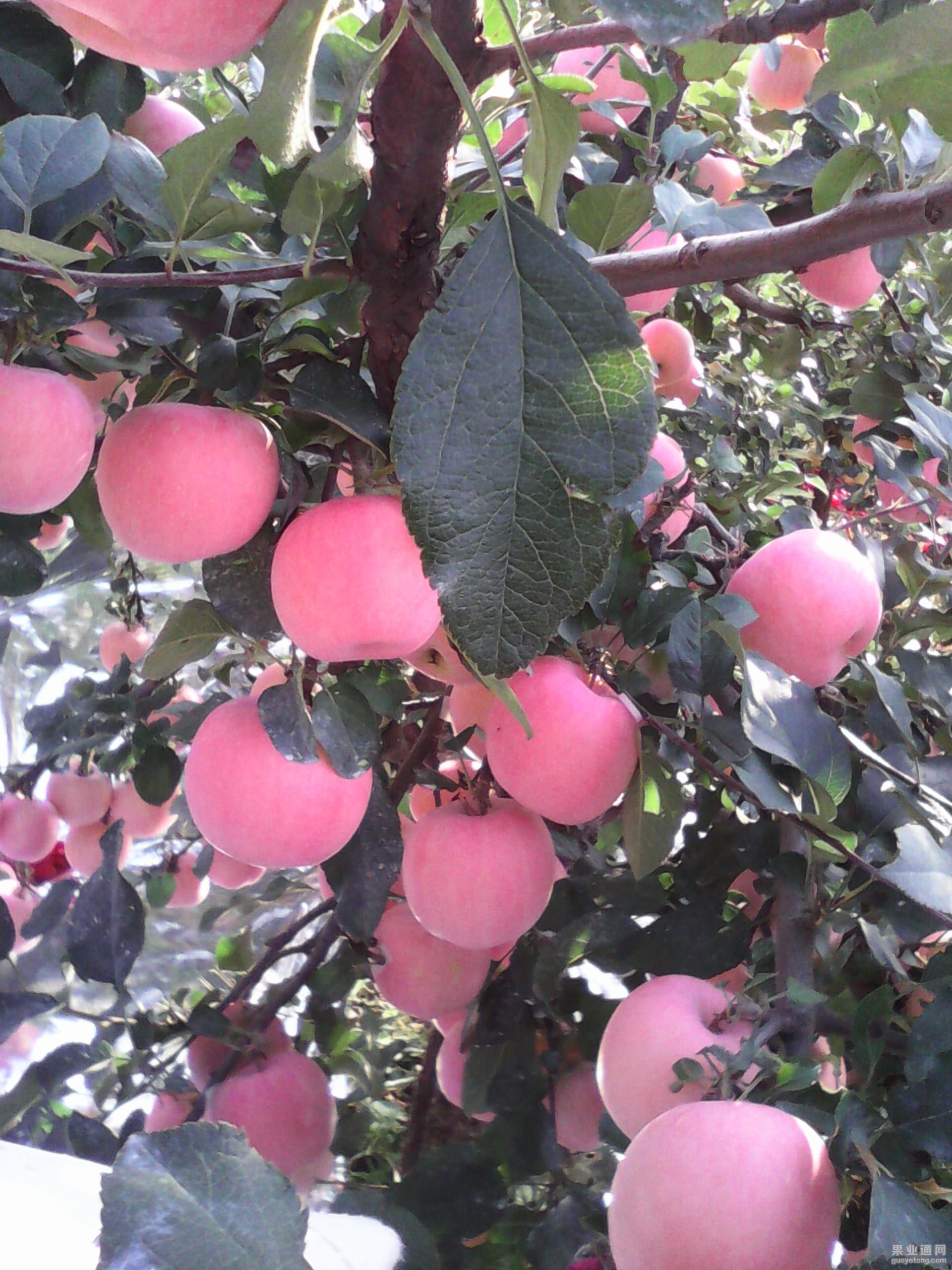 IMG_20130612_101700.jpg