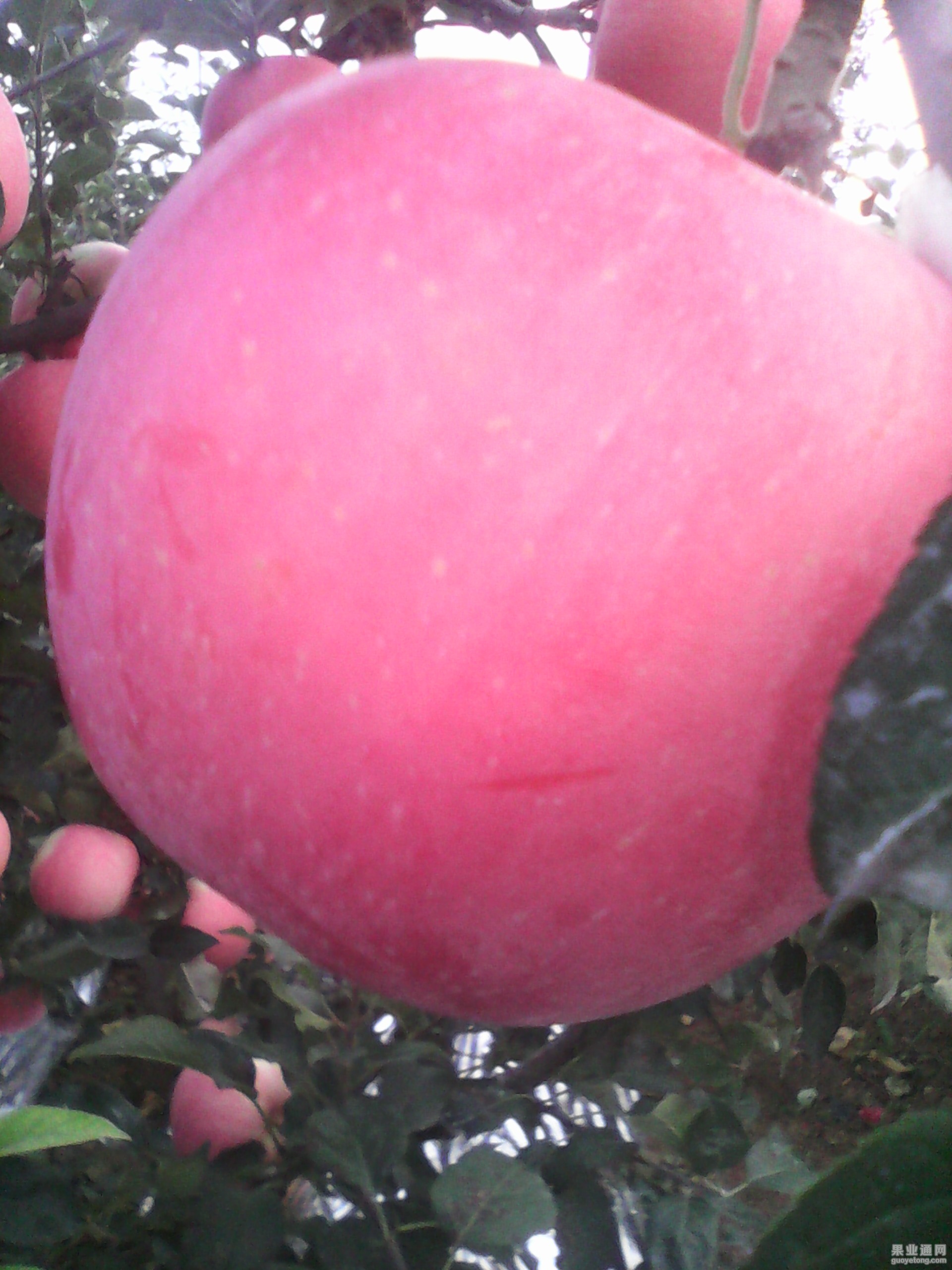 IMG_20130612_123446.jpg