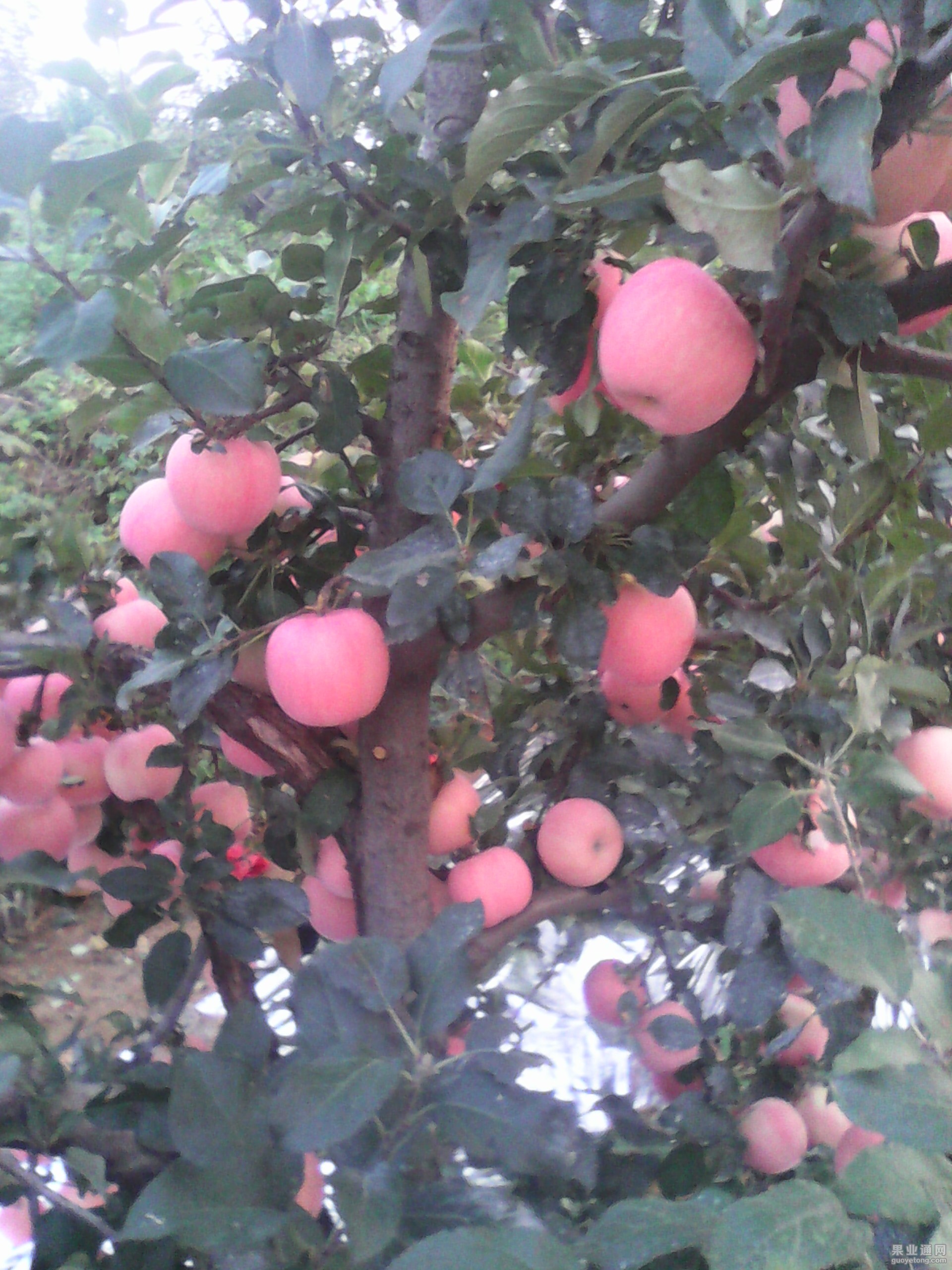 IMG_20130612_123454.jpg