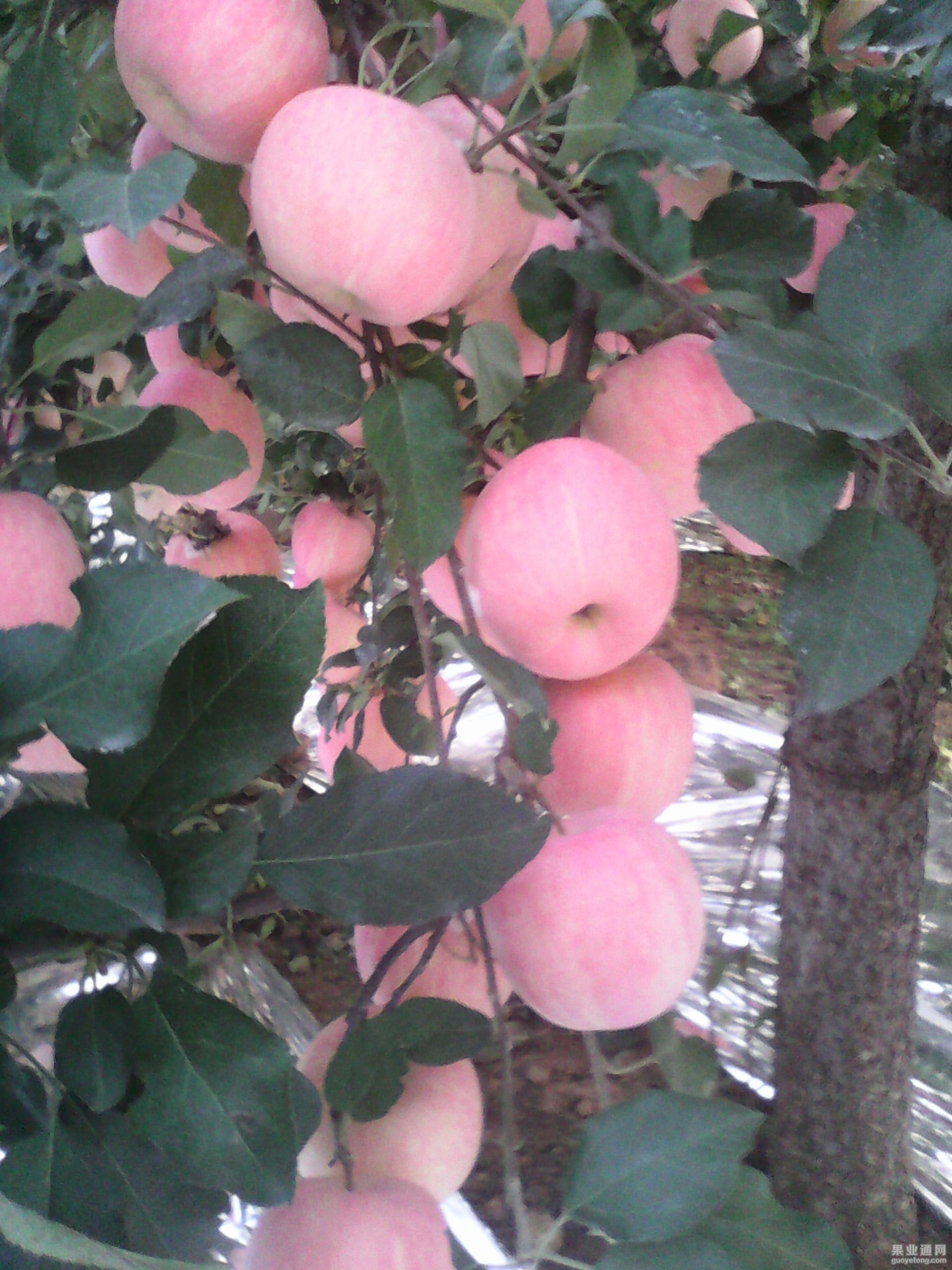 IMG_20130612_123637.jpg