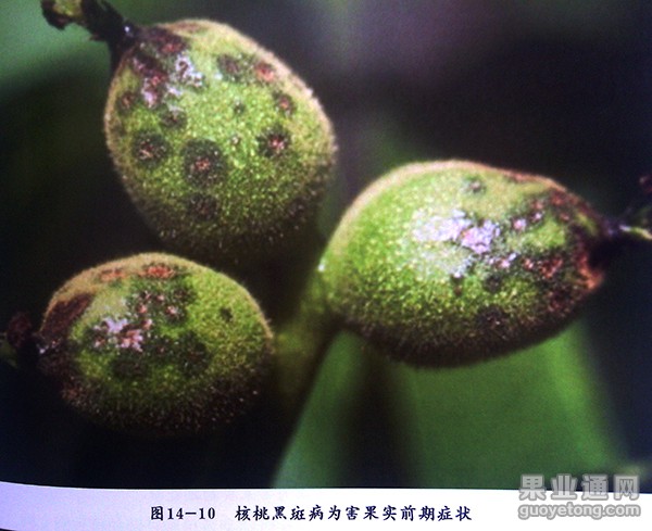 核桃树常见病虫害图片图片