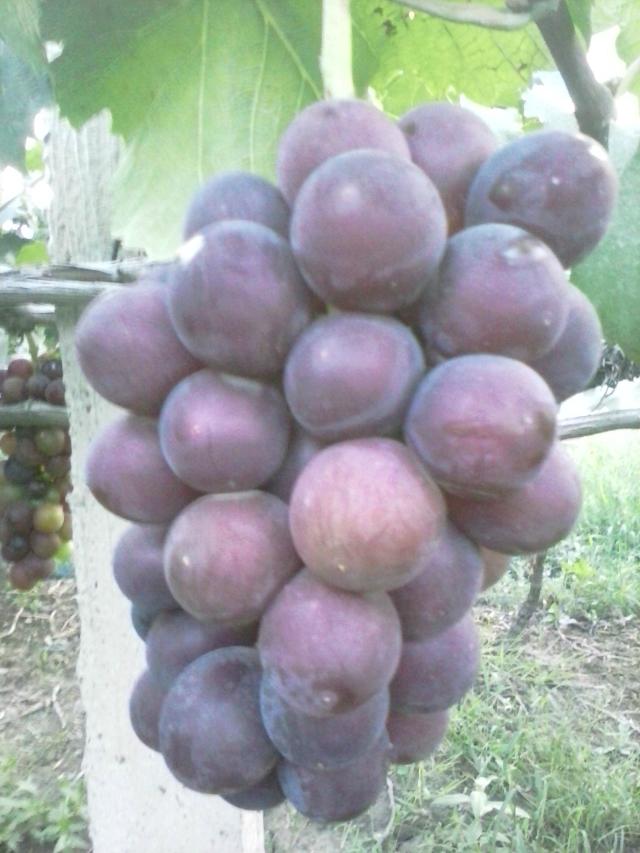 psb (38).jpg
