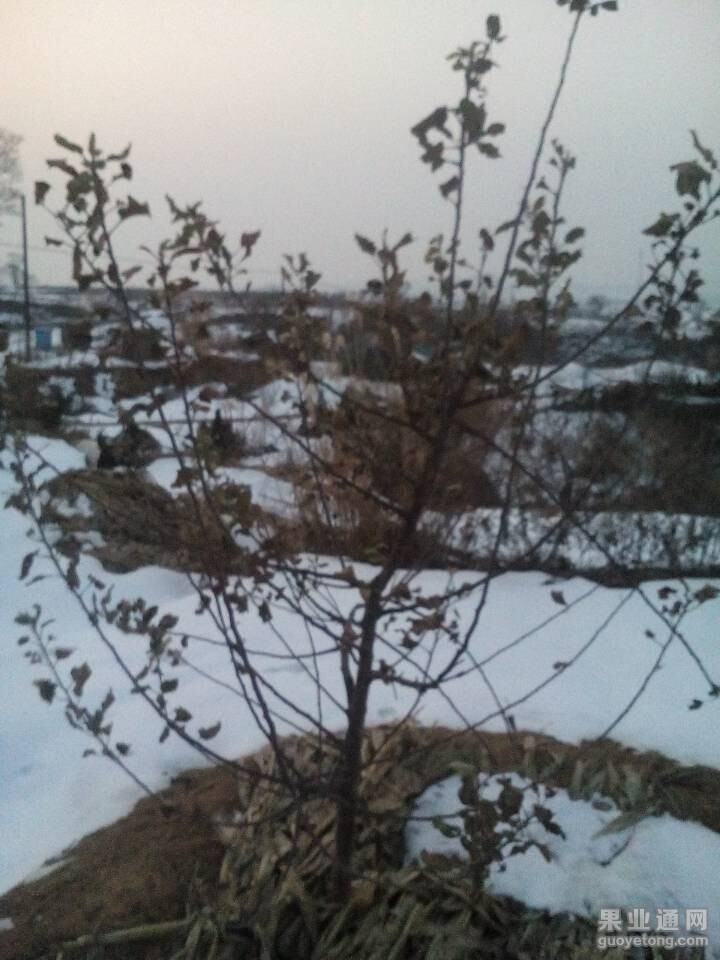 QQ图片20141224080238.jpg