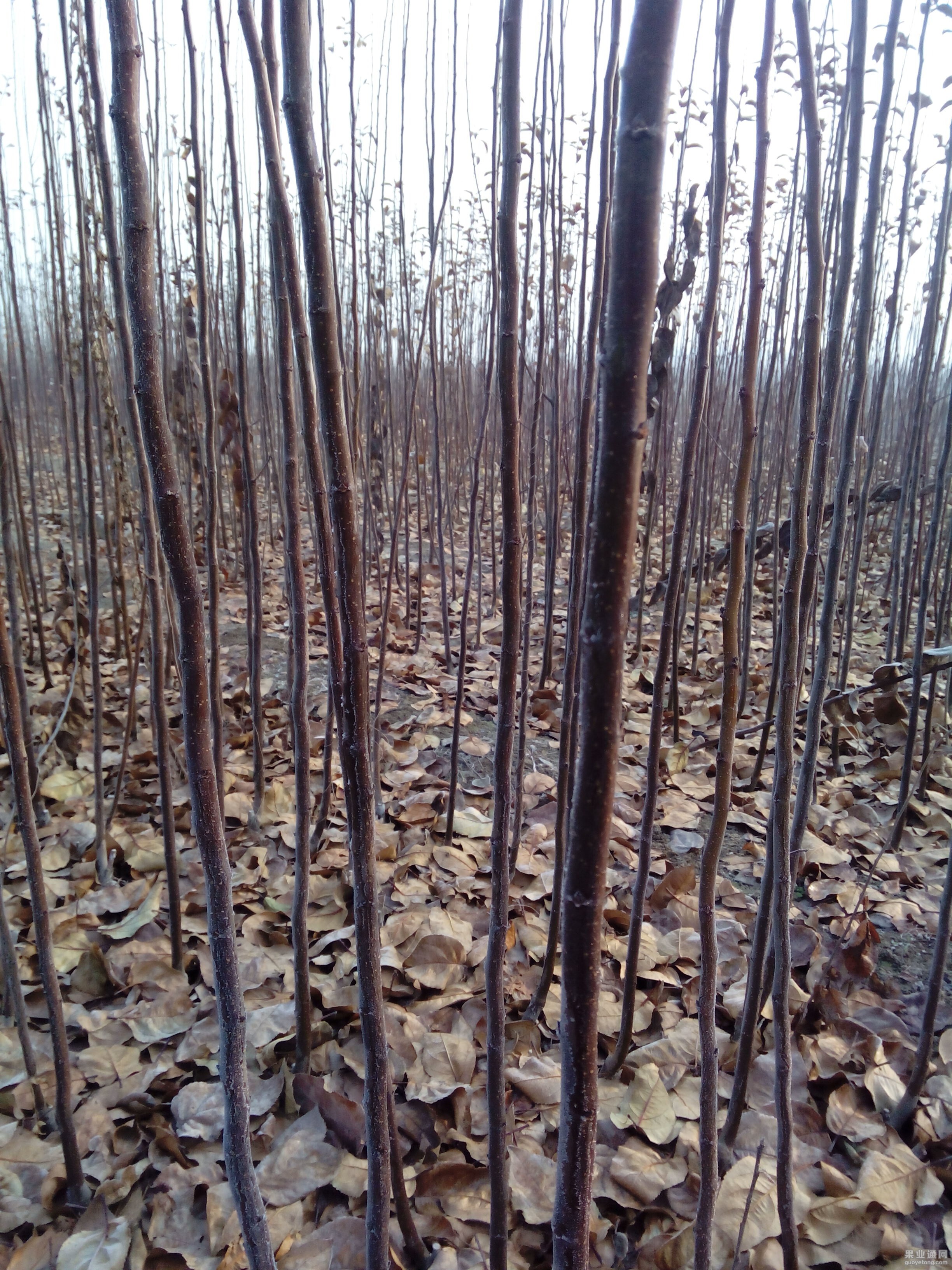 QQ图片20150116085254.jpg