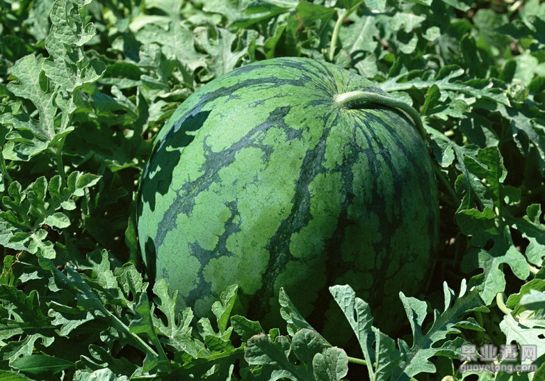 7430301_151903929000_2.jpg