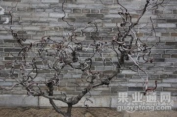 拐枣树.jpg