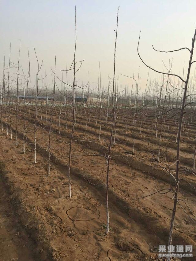 mmexport1427939265215.jpg