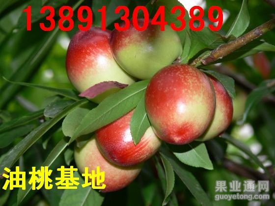 尖顶油桃999.JPG