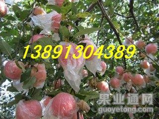 红富士苹果树上2.JPG