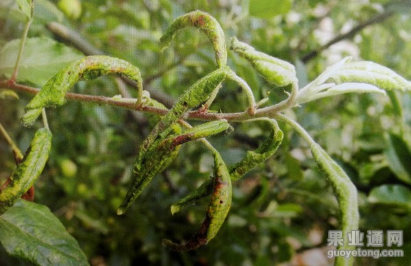 苹果瘤蚜的产生、危害以及防治措施