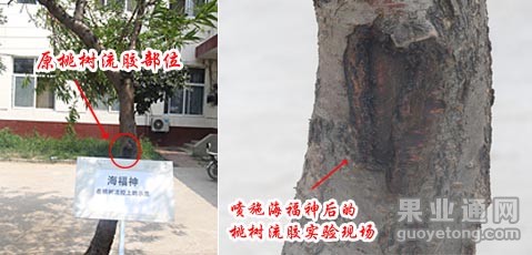 桃树流胶.jpg