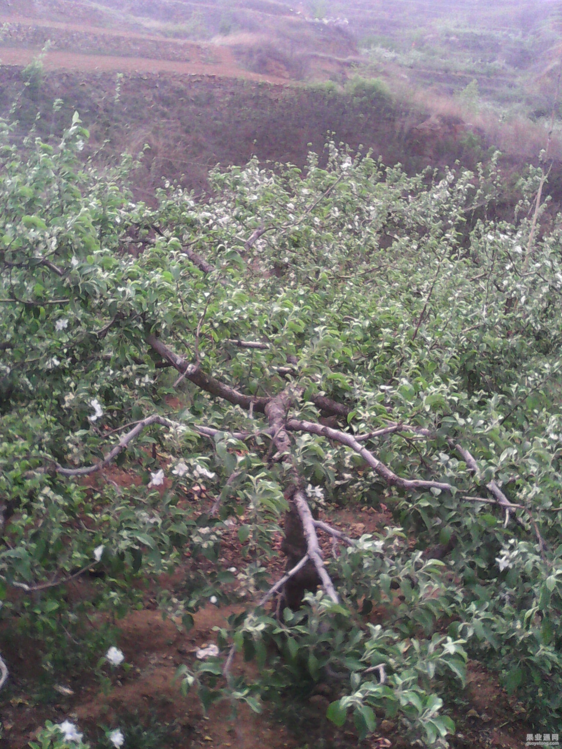 IMG_20130625_044214.jpg