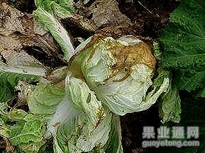 t01cc0955bf2215a4ff.jpg