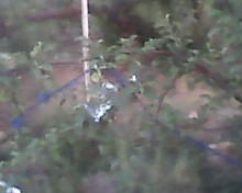 IMG0029A.jpg