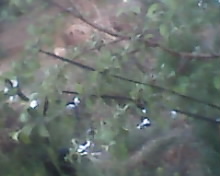 IMG0031A.jpg