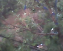 IMG0030A.jpg