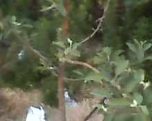 IMG0033A.jpg