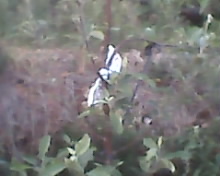 IMG0034A.jpg