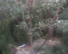 IMG0032A.jpg