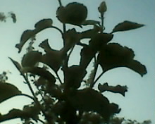 IMG0035A.jpg